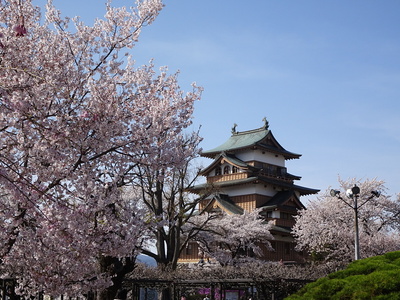 桜に囲まれて