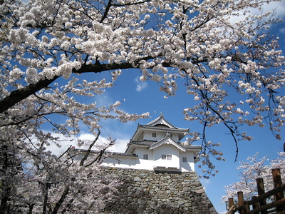 桜と櫓