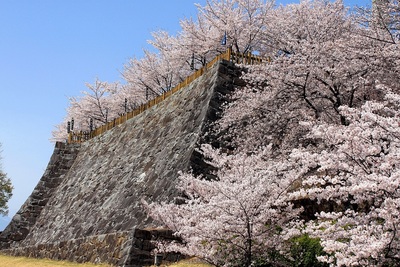 桜に好かれた高石垣