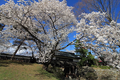 冠木門と満開の桜