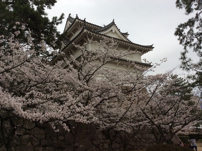 桜と伏見櫓