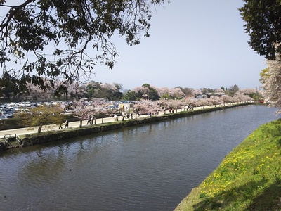 京橋から中堀のさくら並木