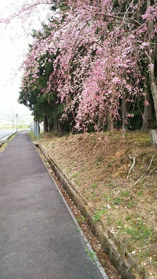 登城口と桜
