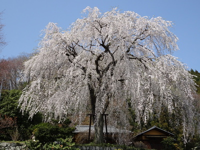 浄福寺の垂れ桜