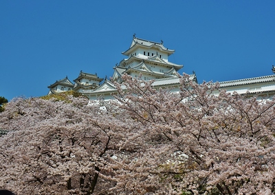 桜海に浮かぶ姫路城