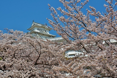 垣間見える春の姫路城