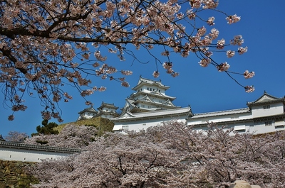 桜の中で映える姫路城