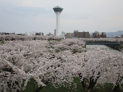桜の海に浮かぶ五稜郭タワー