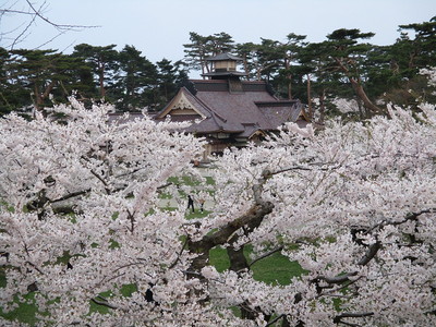 桜の海に浮かぶ函館奉行所
