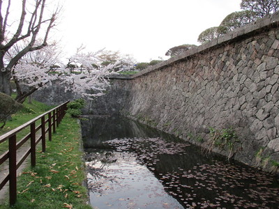 水掘と石垣と桜