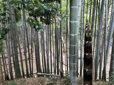 竹の向こう側に空堀