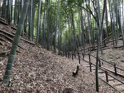 竹と空堀がいい感じ