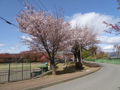土塁の桜