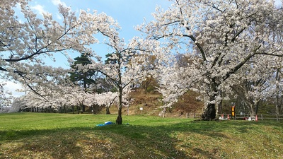 公園側から見る城跡入口と満開の桜