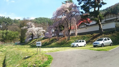 蓮華寺駐車場（36.187147,138.008685）と、駐車場に咲くしだれ桜