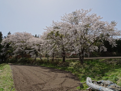 城域北側に咲く桜