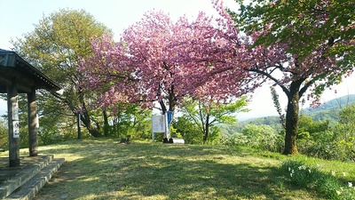 本丸跡に咲く八重桜