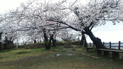雨上がりの本丸跡に咲く桜と天守台跡