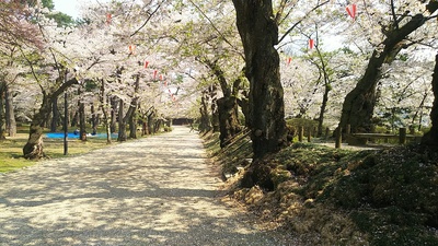 本丸跡（一の門前）の桜