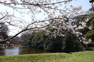 道灌堀と桜