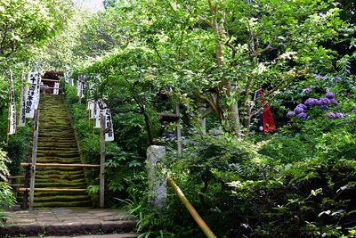 杉本寺 苔の石段
