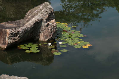 池の睡蓮
