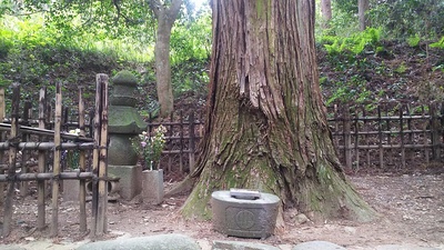 傑山寺（37.995262,140.614893）にある片倉小十郎景綱のお墓と墓標の一本杉