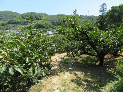 登城道の果樹園
