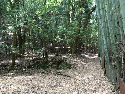 登城途中の竹林と段