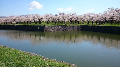 満開の桜と水堀