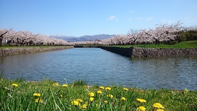 満開の桜と水堀