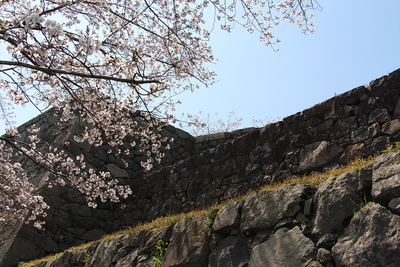 桜と本丸石垣