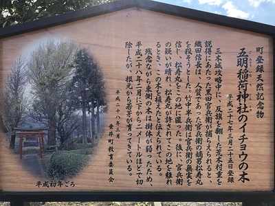 五明稲荷神社のイチョウの木の案内板