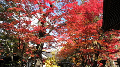 懐古神社付近の紅葉