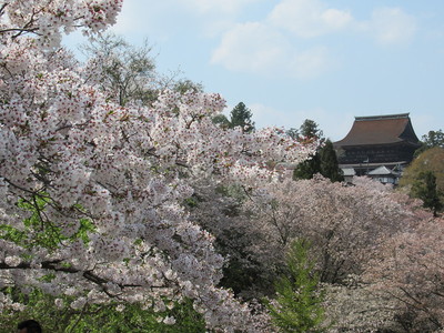桜と金峯山寺蔵王堂