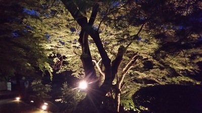 三の丸跡上段に行く途中のライトアップされた木