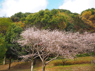 帯曲輪地区に咲く四季桜