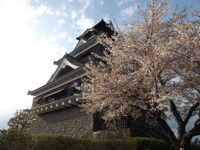 桜満開の熊本城天守閣