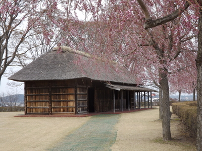 桜満開の根城中館