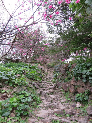 旧道と咲き始めたヒガンザクラ