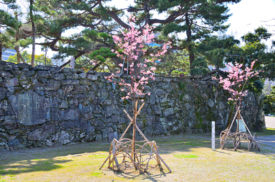 蜂須賀桜の里帰り苗木と、武具櫓跡石垣