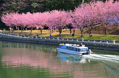 蜂須賀桜、助任川を染めて