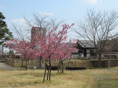 二の丸跡の桜と四足門