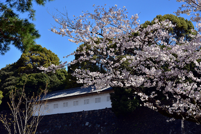桜と富士見多聞