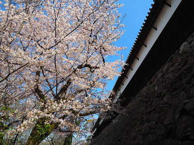 桜と多聞櫓