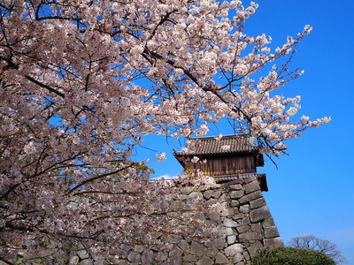 桜と祈念櫓