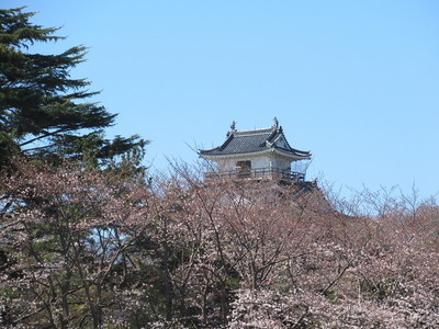 浜松城駐車場から桜と天守