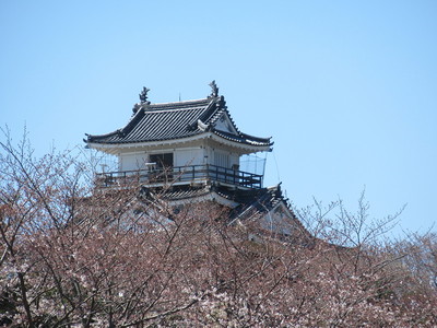 浜松城駐車場から天守北東面と桜