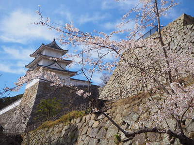 巽櫓と桜