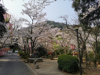遠景(桜の季節)